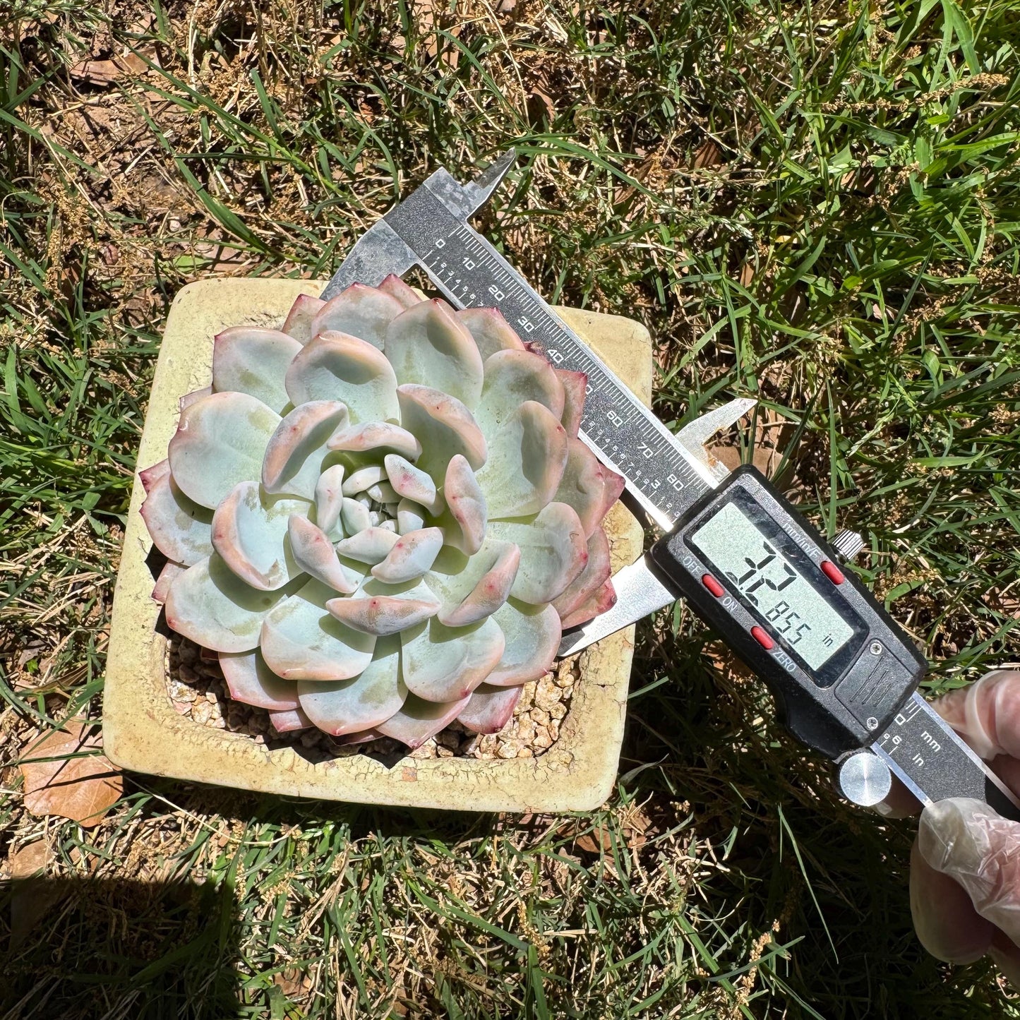 Rare succulents, Echeveria  ‘Monroe ’ Variegated, 3.2inches
