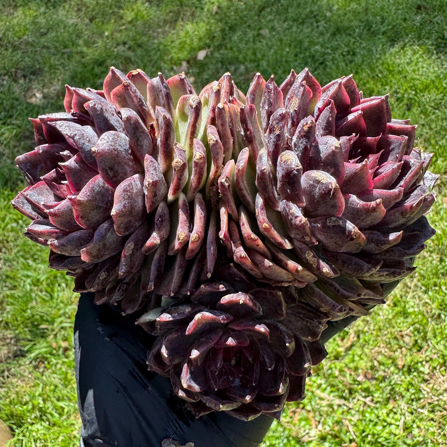 Echeveria'black crystal hybrid', 3heads, 4.9inches