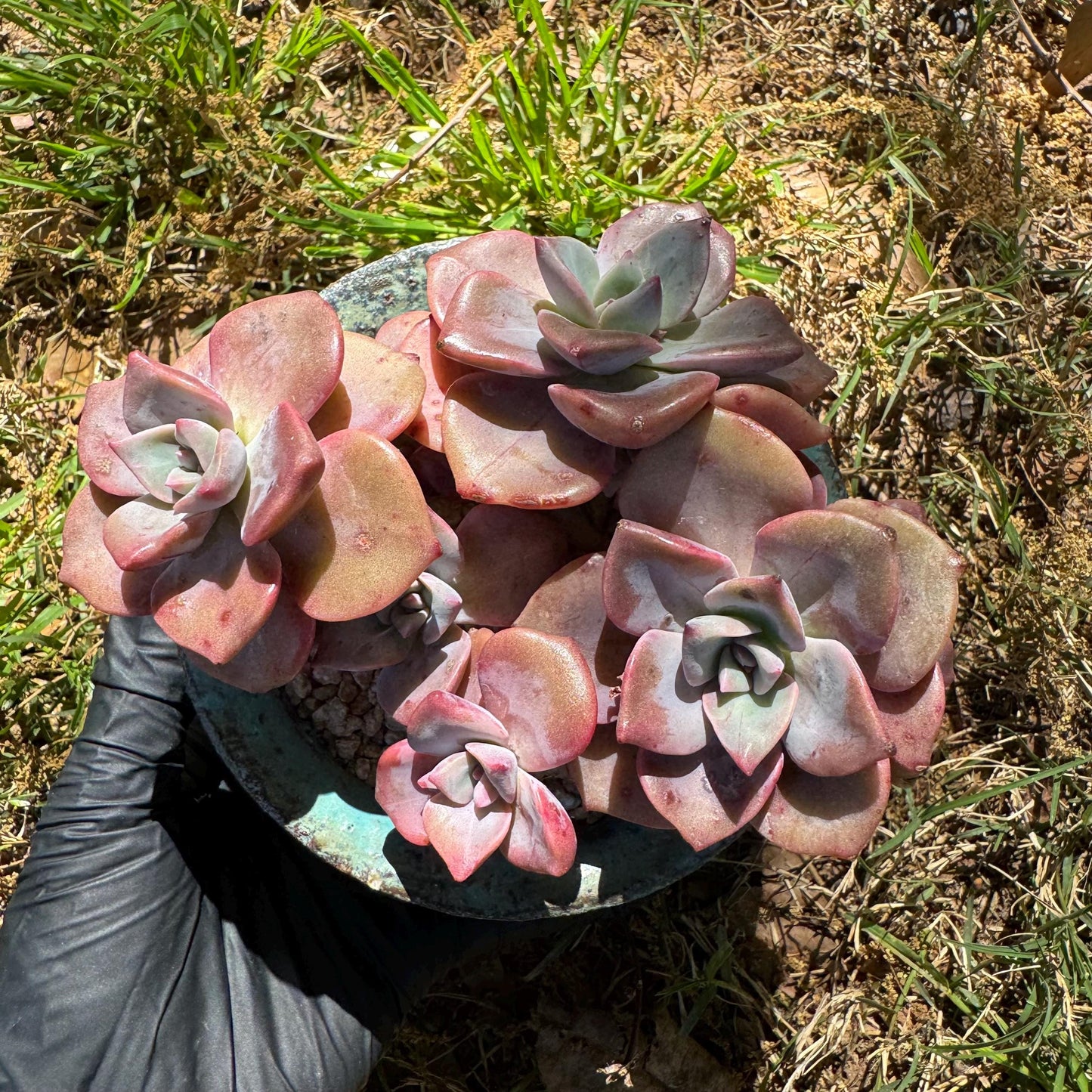 Succulents plants, Graptoveria 'Mrs. Richards' cluster, 3inche