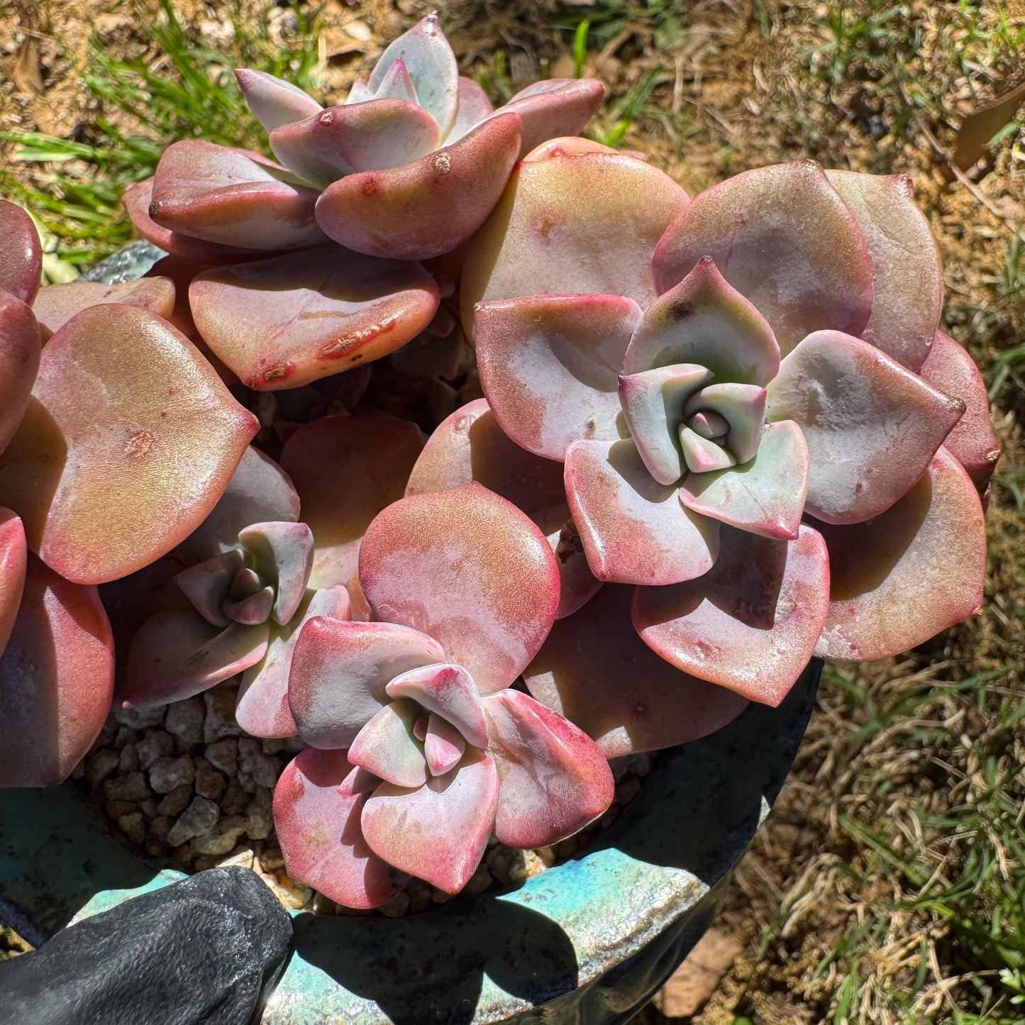 Succulents plants, Graptoveria 'Mrs. Richards' cluster, 3inche