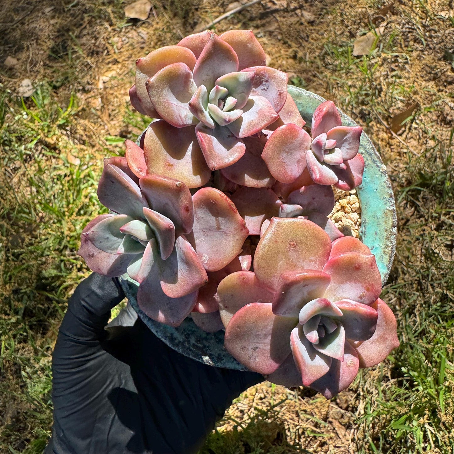 Succulents plants, Graptoveria 'Mrs. Richards' cluster, 3inche