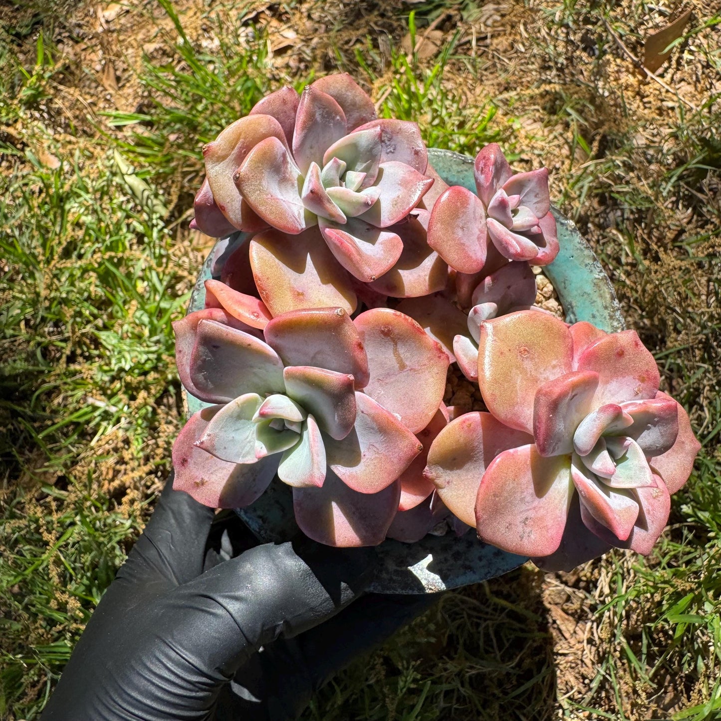 Succulents plants, Graptoveria 'Mrs. Richards' cluster, 3inche