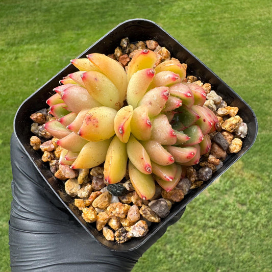 New succulents, Echeveria  'caramel claws',  3inches
