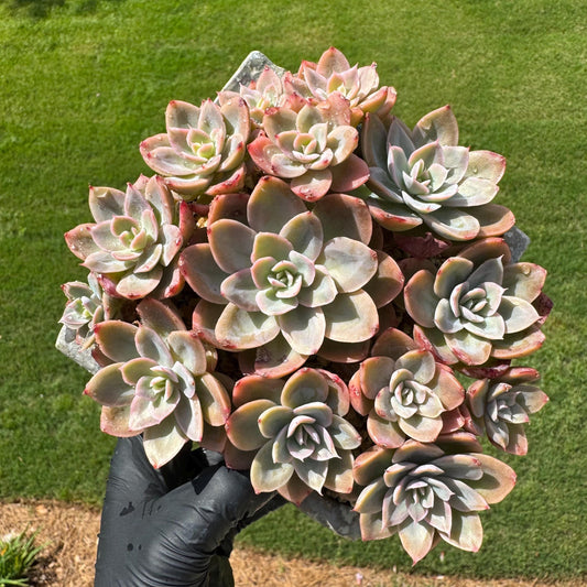 Echeveria 'Silk Veil 'small cluster, cluster, 5inches
