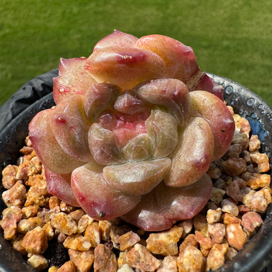 Echeveria  sugar heart'Amber ',  3heads, 2inches