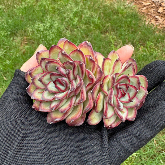 Rare succulents, Echeveria' pulidonis' , 2heads, 2.6inches