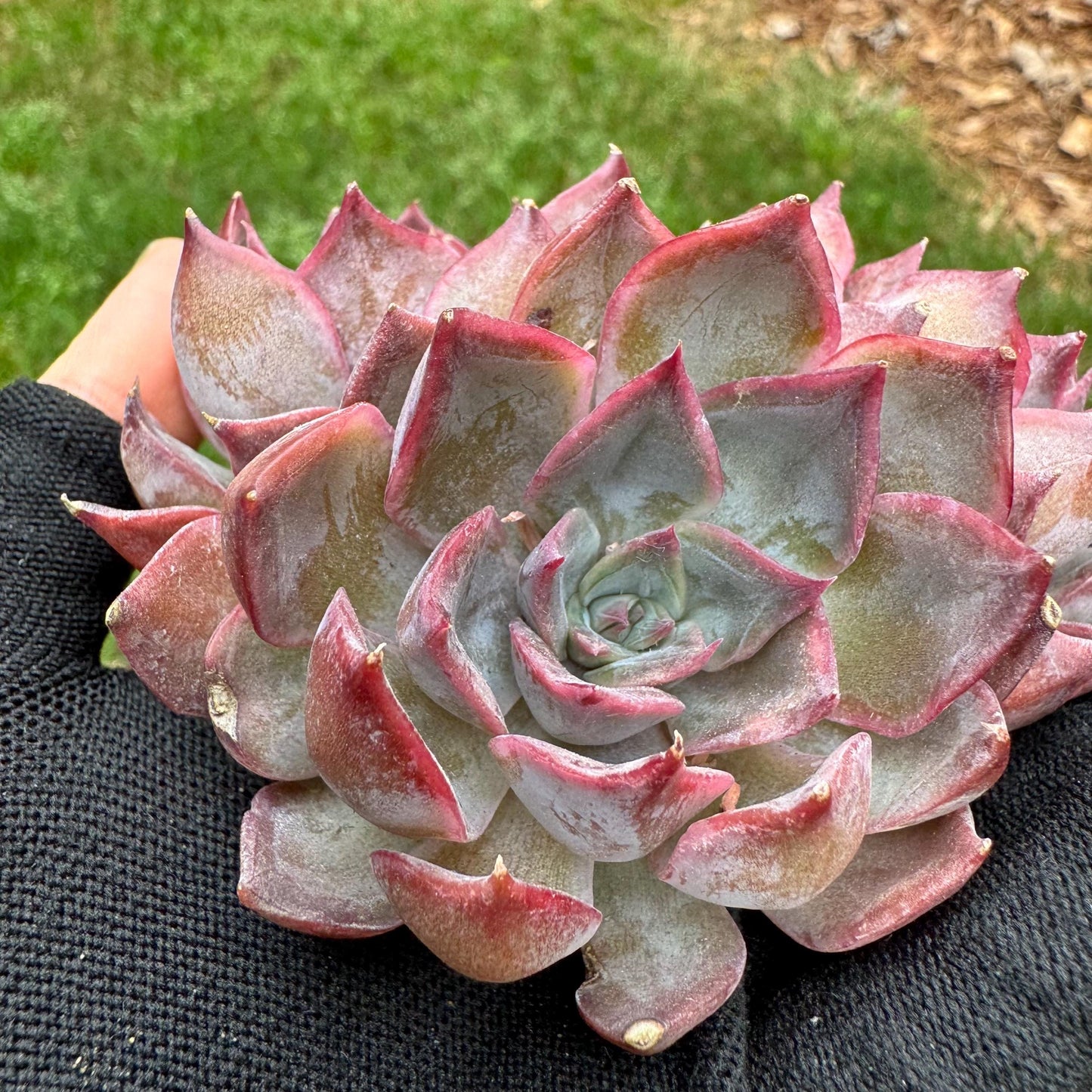 Echeveria  'dark ice' small cluster, nice,3heads , 2.7inches