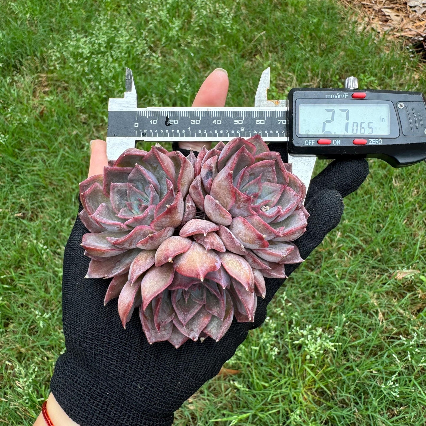 Echeveria  'dark ice' small cluster, nice,3heads , 2.7inches