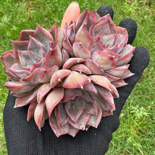 Echeveria  'dark ice' small cluster, nice,3heads , 2.7inches