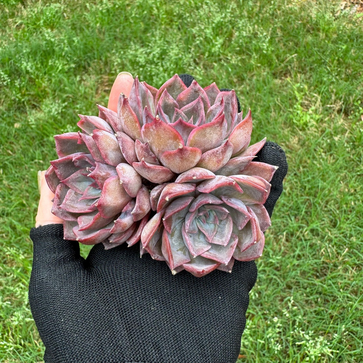 Echeveria  'dark ice' small cluster, nice,3heads , 2.7inches