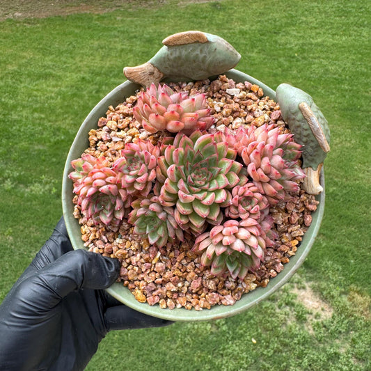 New succulents, Echeveria  'Mebina' cluster,4.2inches