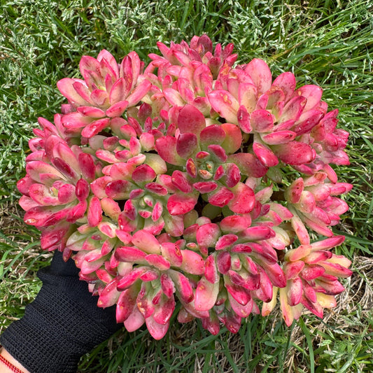 Rare succulents, Echeveria' minibell variegata  'cluster, 5.1inches