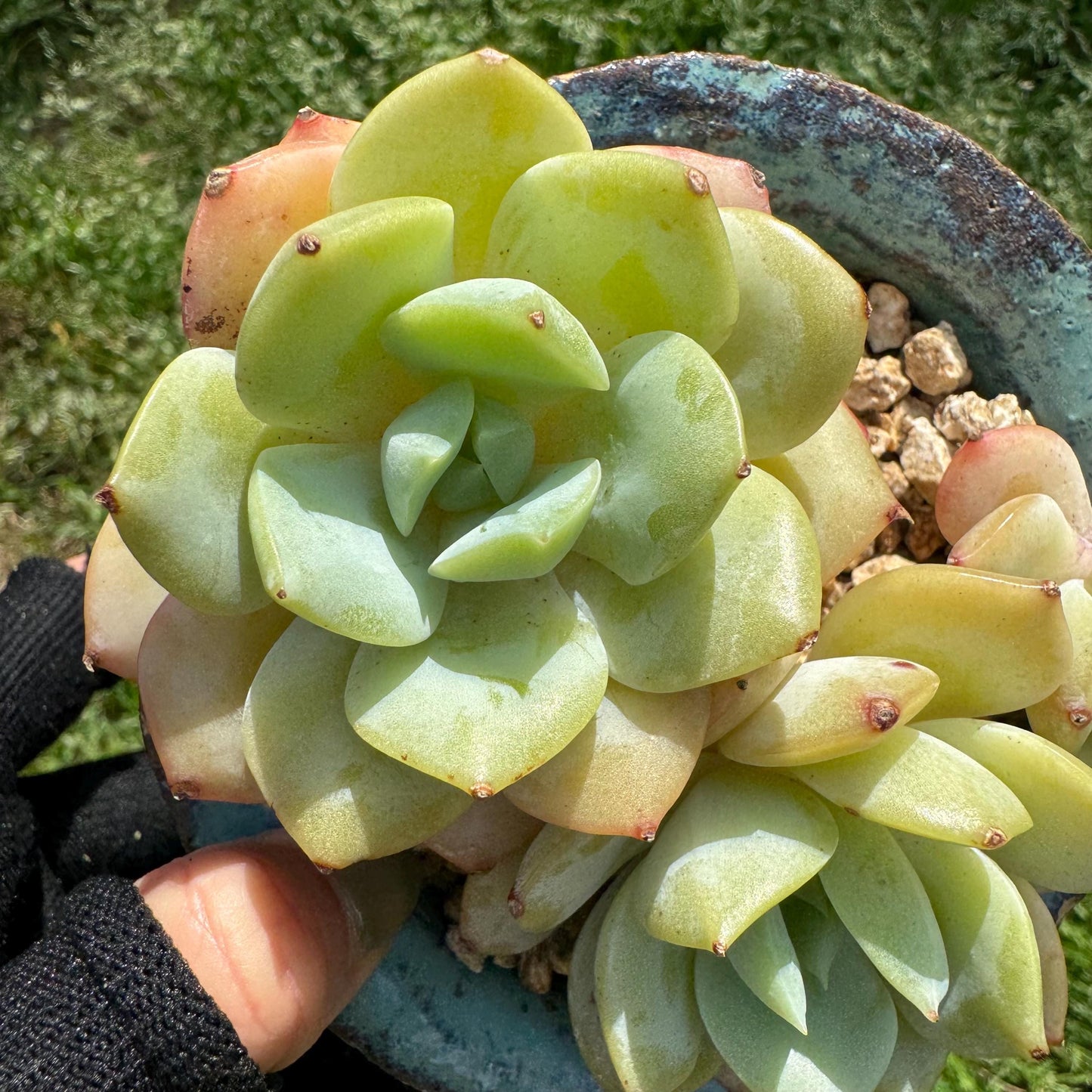 New rare succulents , Echeveria 'love song', 3.4inches