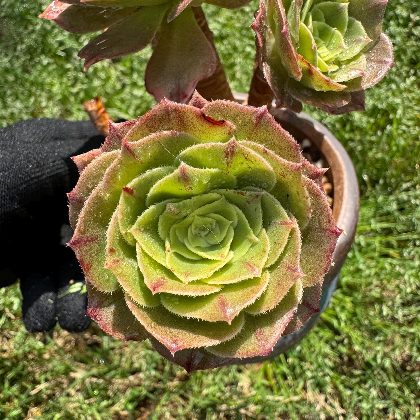 Aeonium 'White Zwartkin ' cluster,  3.7inches