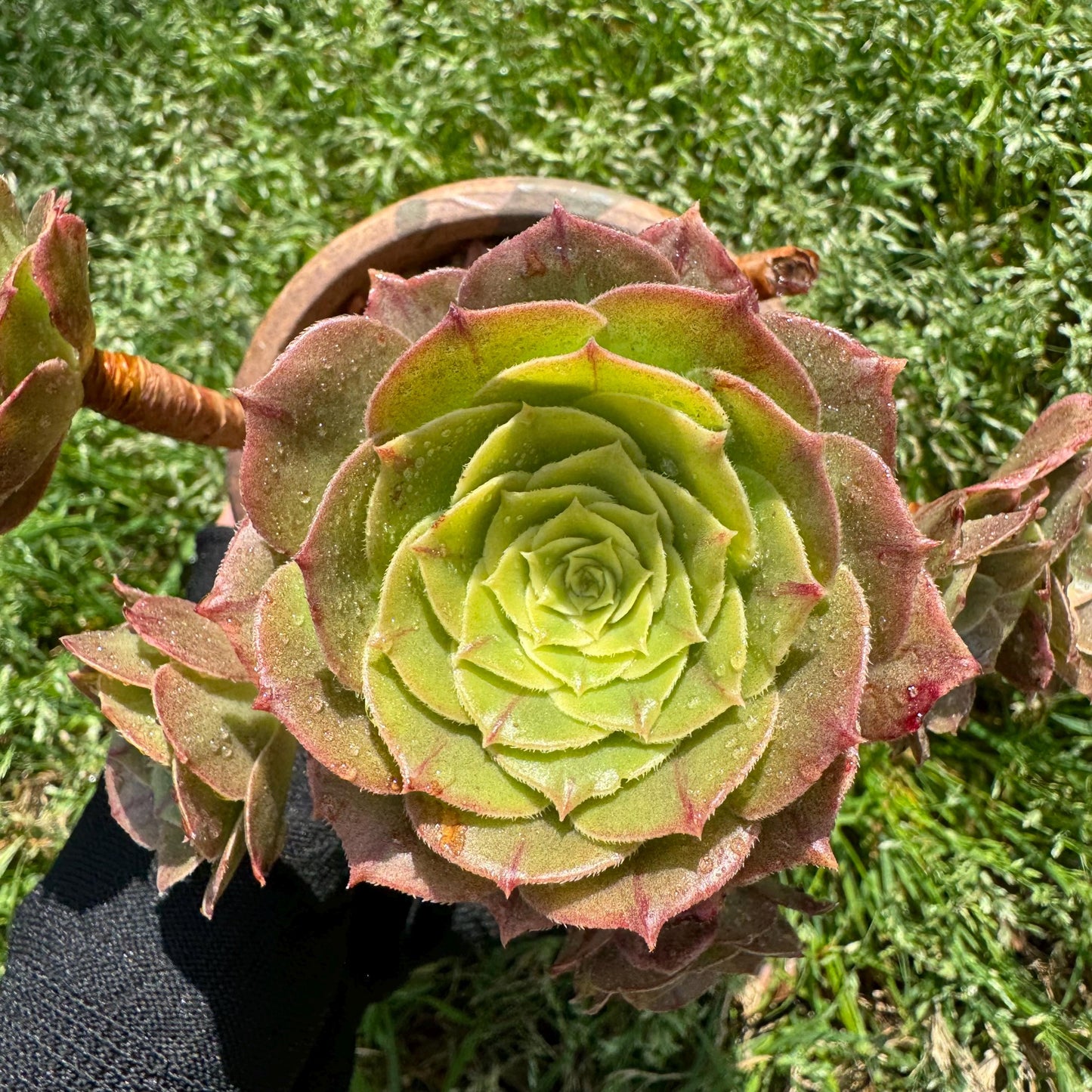 Aeonium 'White Zwartkin ' cluster,  3.7inches
