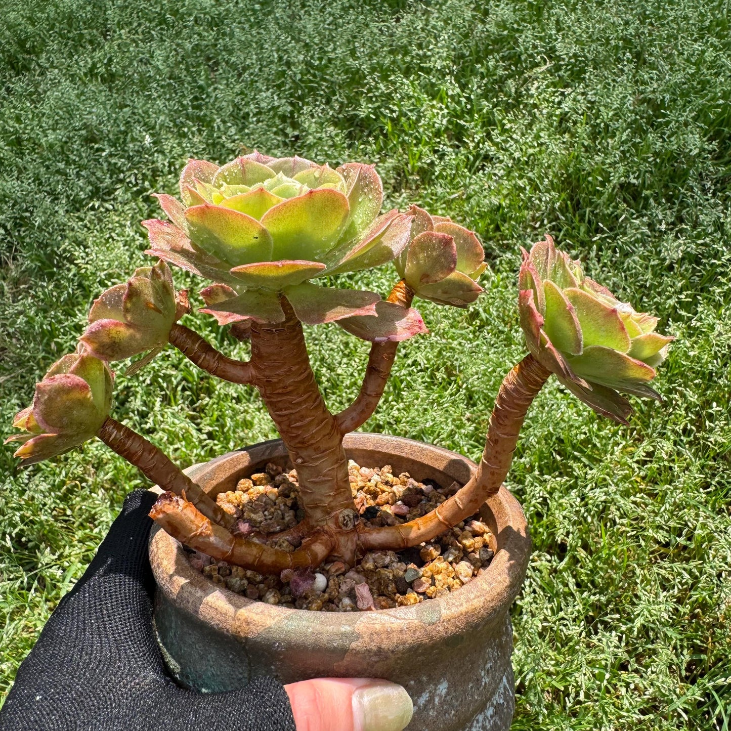Aeonium 'White Zwartkin ' cluster,  3.7inches