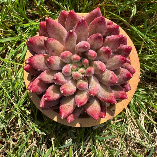 Rare succulents , Echeveria  'Cherry' , single head, 2.6inches