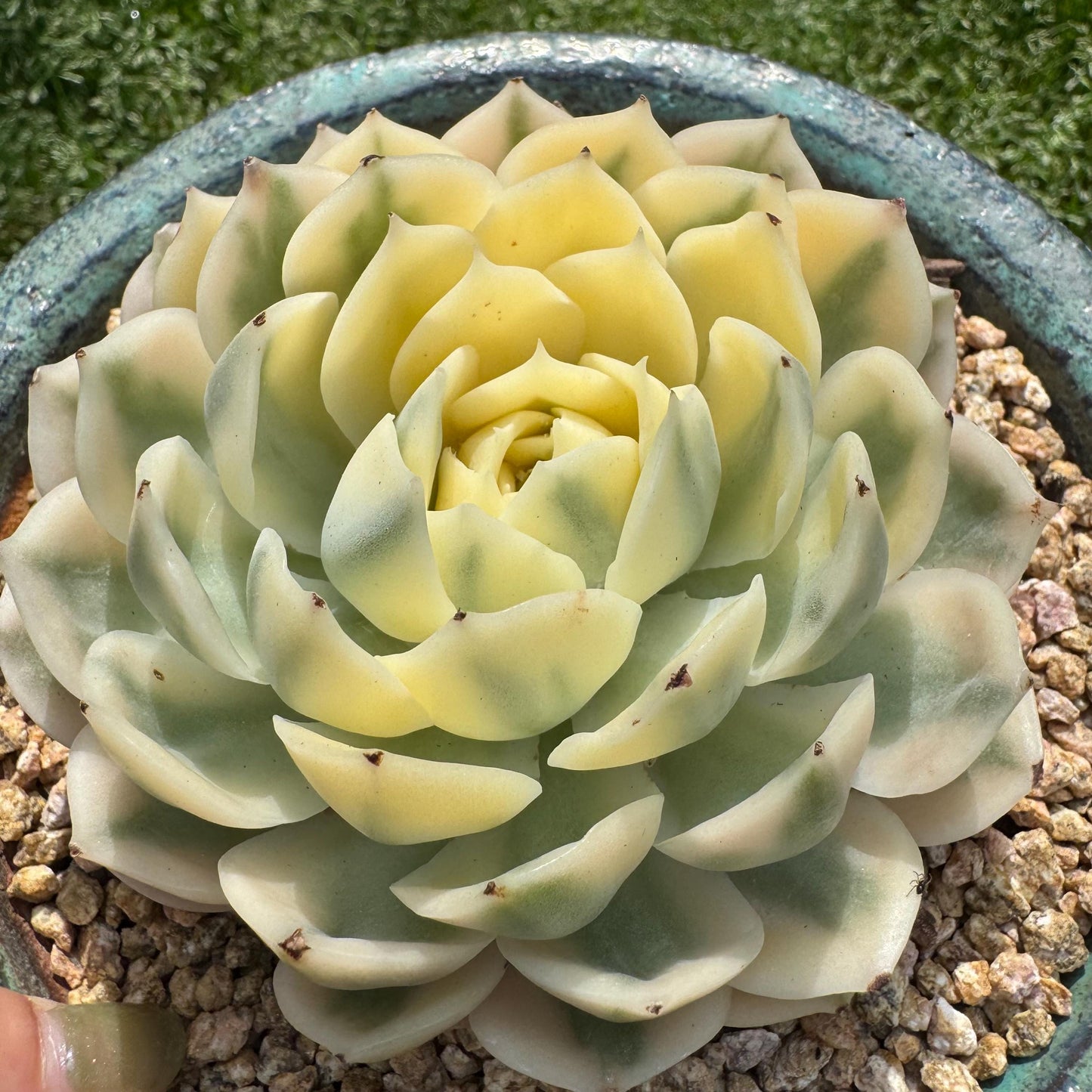 Rare succulents  , Echeveria 'Onslow' Variegated, 3.7inches