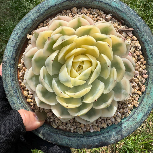 Rare succulents  , Echeveria 'Onslow' Variegated, 3.7inches
