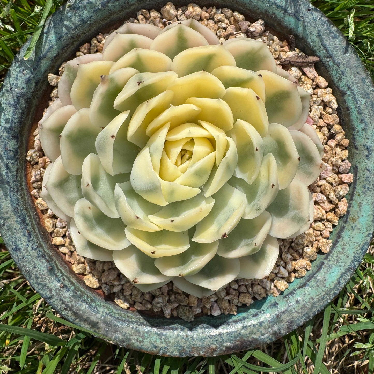 Rare succulents  , Echeveria 'Onslow' Variegated, 3.7inches