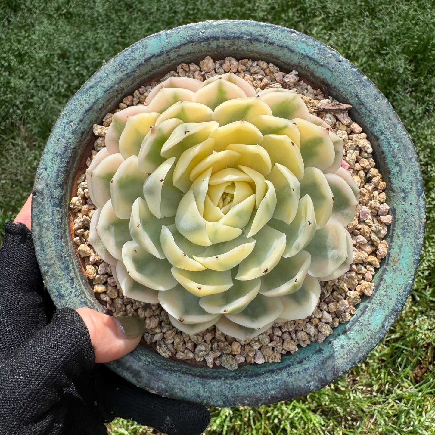 Rare succulents  , Echeveria 'Onslow' Variegated, 3.7inches