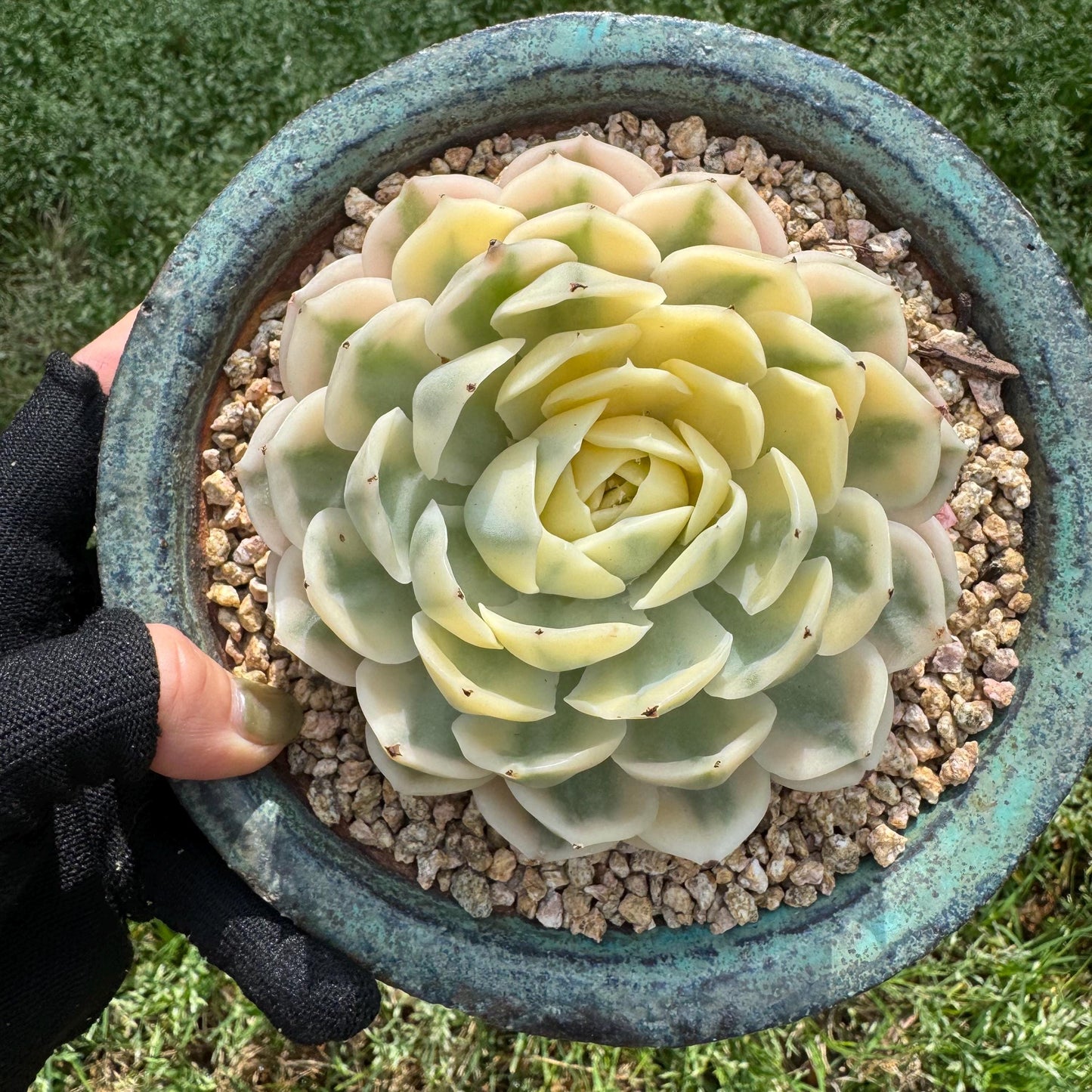 Rare succulents  , Echeveria 'Onslow' Variegated, 3.7inches