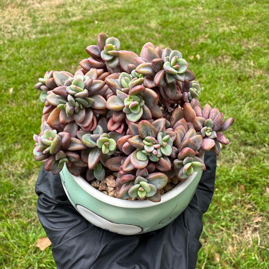 Rare succulents, Echeveria cv. Rezry, 2.5inches