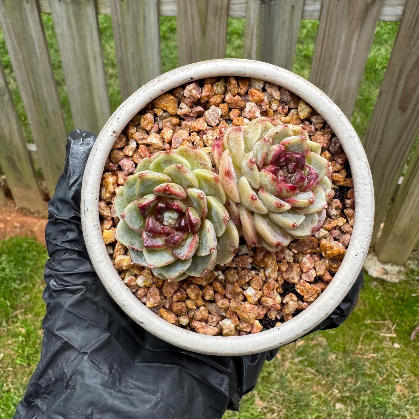 New  succulents, Echeveria  'Red Velvet', 2heads, 2.7inches