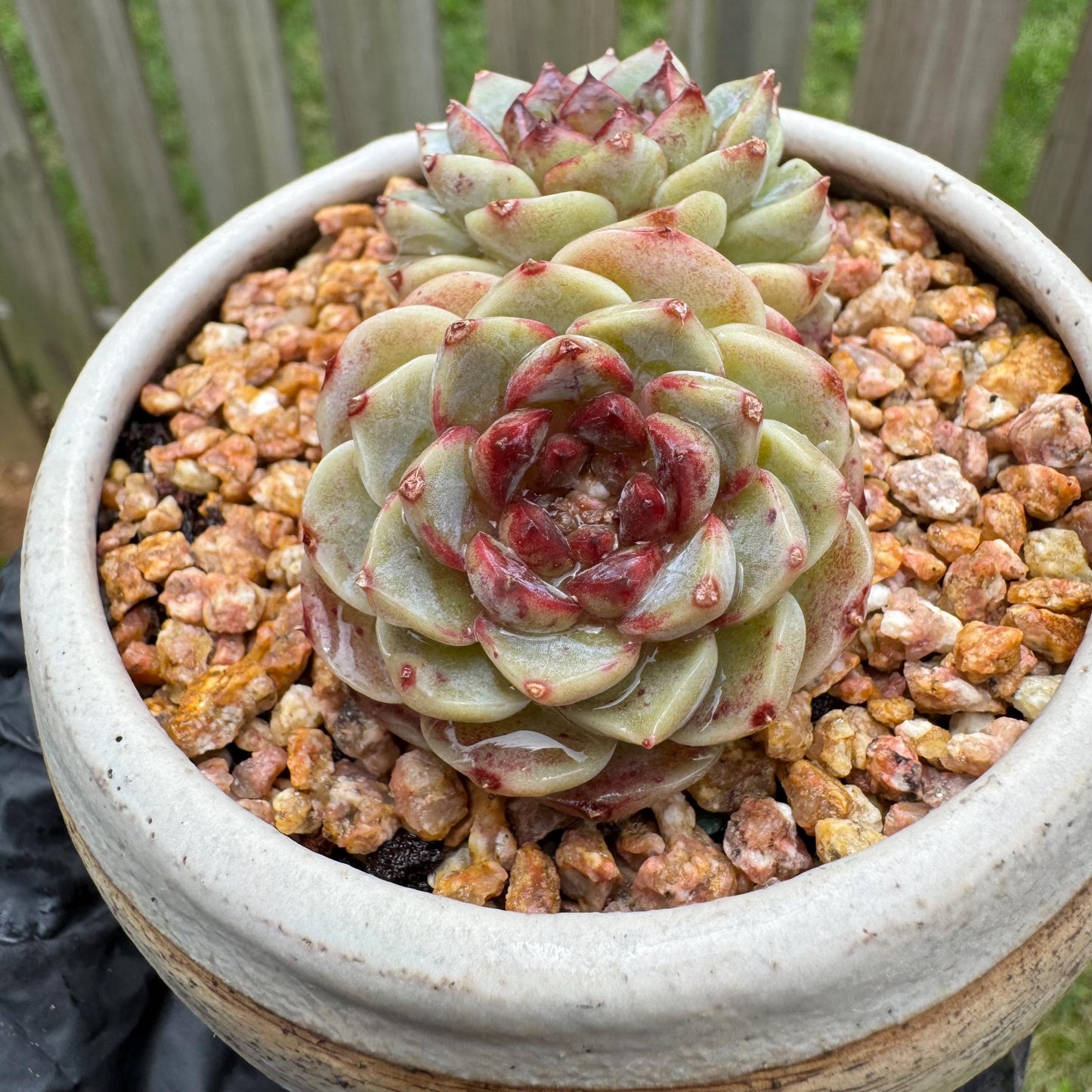 New  succulents, Echeveria  'Red Velvet', 2heads, 2.7inches