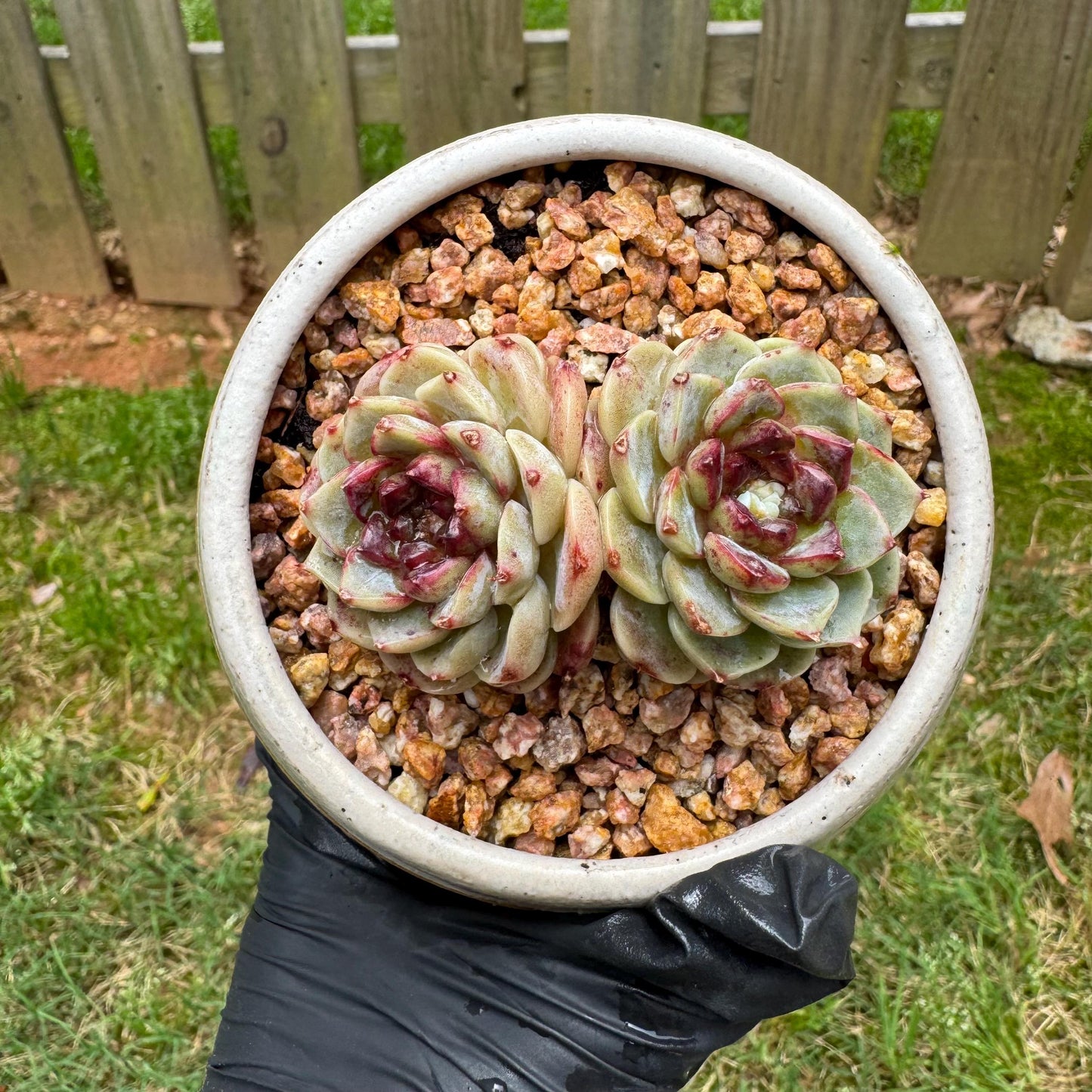 New  succulents, Echeveria  'Red Velvet', 2heads, 2.7inches