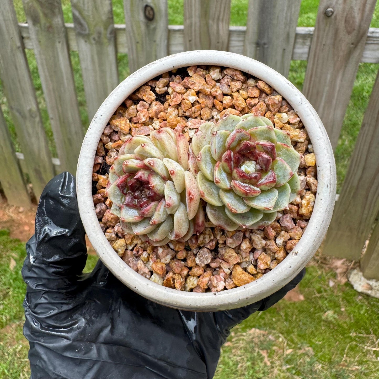 New  succulents, Echeveria  'Red Velvet', 2heads, 2.7inches