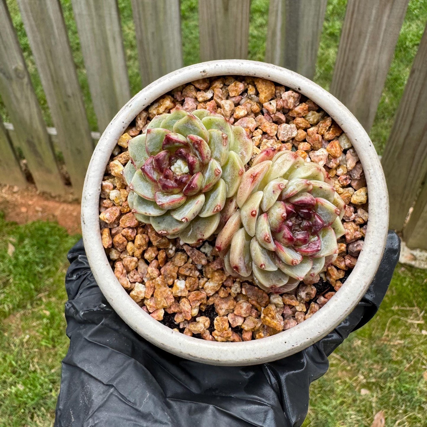 New  succulents, Echeveria  'Red Velvet', 2heads, 2.7inches