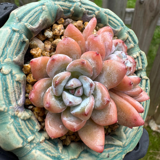 Rare succulents plants, Echeveria 'Star snow',  2.5inches