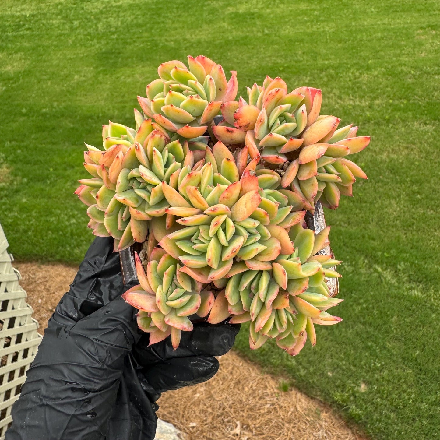 succulents plants, Echeveria 'Luella' cluster, 4.9inches