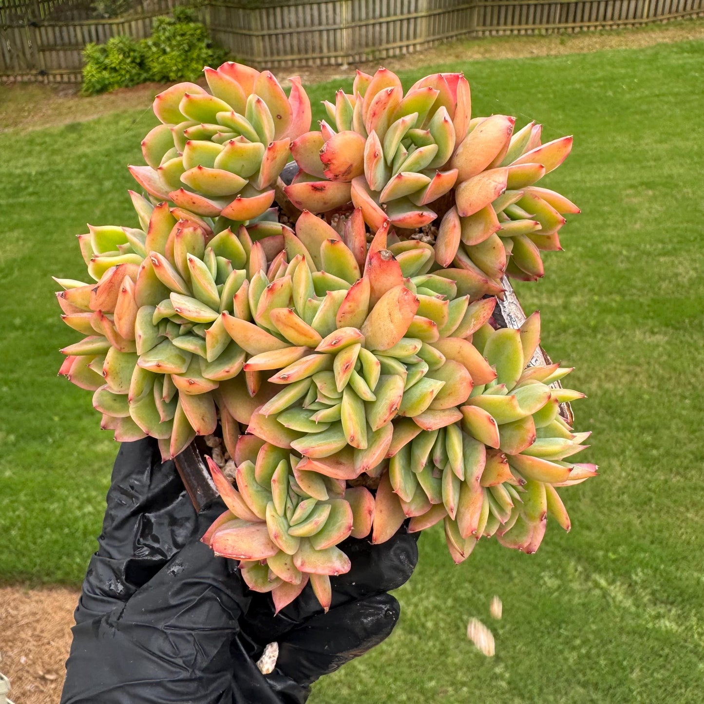 succulents plants, Echeveria 'Luella' cluster, 4.9inches