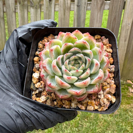 Rare succulents, Echeveria ' dancing butterfly', 2.6inches