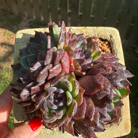 New rare succulents , Echeveri 'blueberry cluster’ , 3.8inches