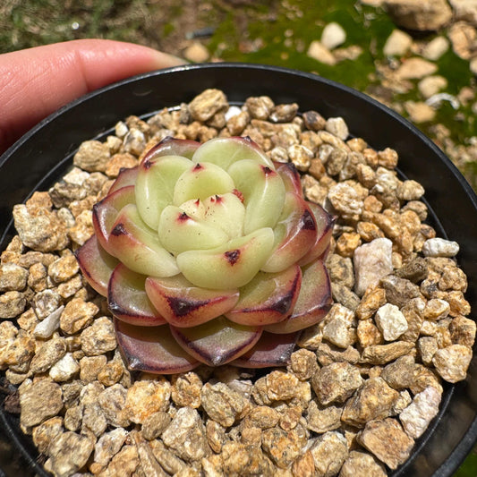 Echeveria 'jenny hybrid’ , little single head, 1.3inches