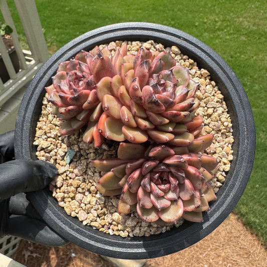 Rare succulents, Echeveria'cindy Jenny ', 3heads, 4.3inches