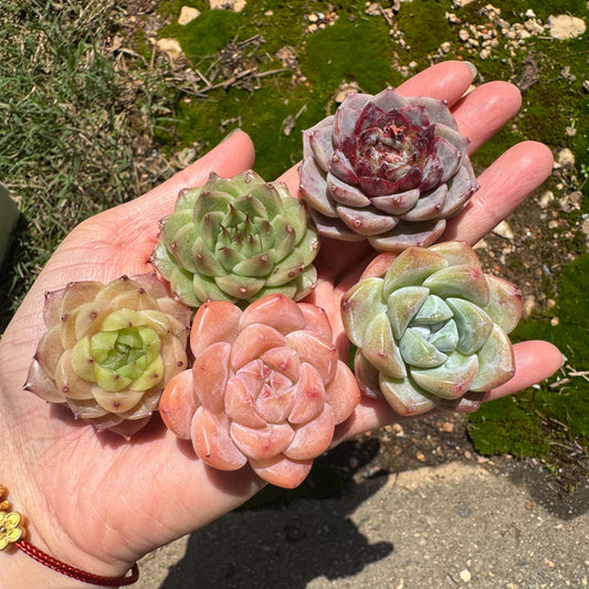 5pcs Rare succulents, Echeveria ' Ice greenhybrid, 2malgan, red velvet,  ice green' , around 1.3inches