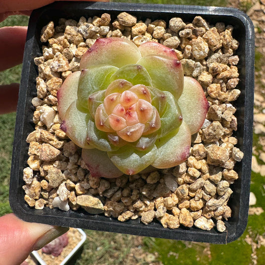 Echeveria 'jenny hybrid’ , little single head, 1.5inches