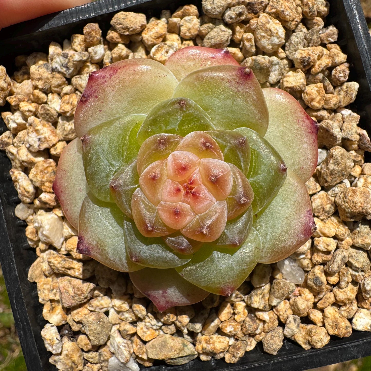 Echeveria 'jenny hybrid’ , little single head, 1.5inches
