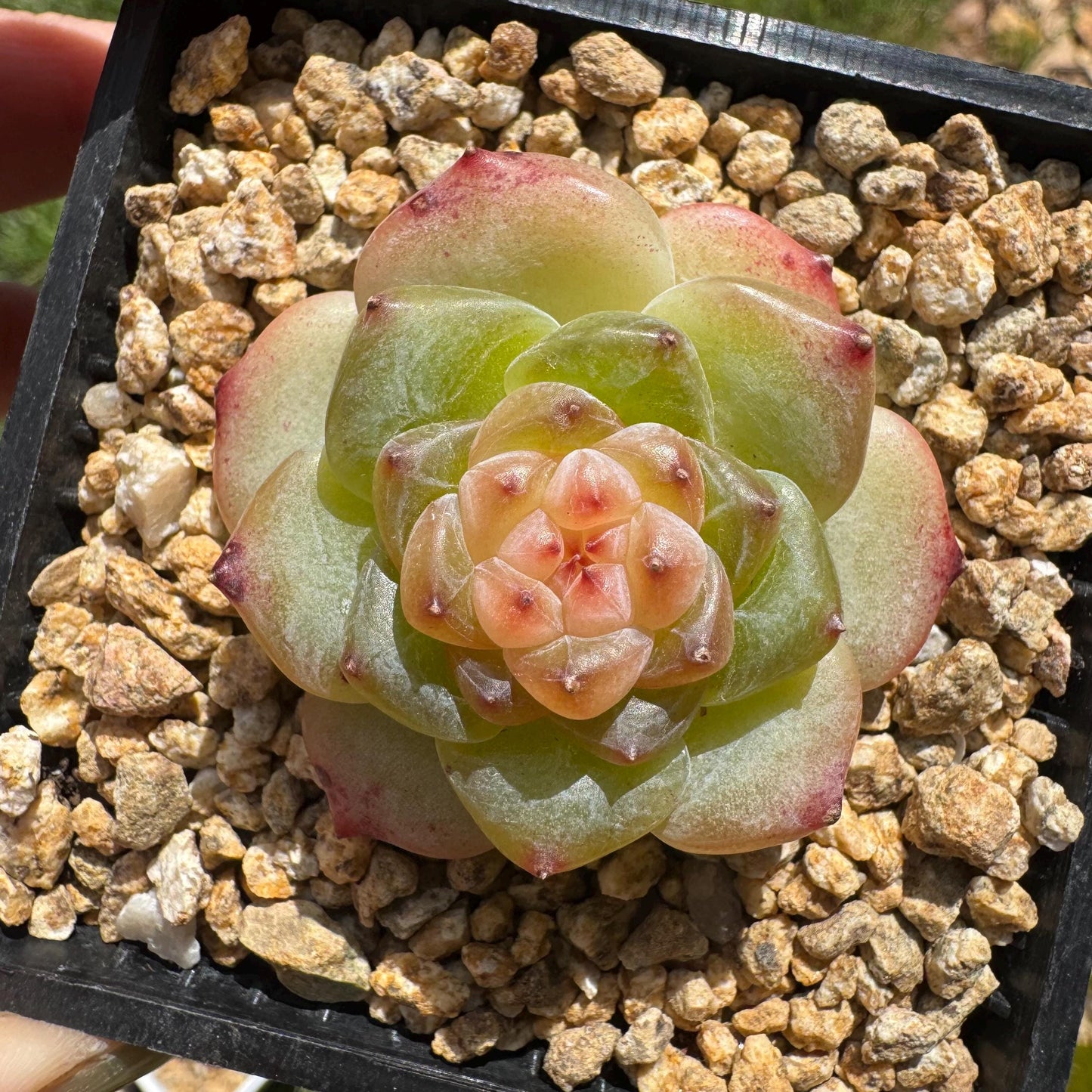 Echeveria 'jenny hybrid’ , little single head, 1.5inches