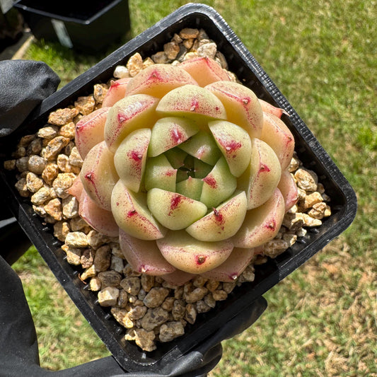 Echeveria 'malgan hybrid’ , little single head, 2inches