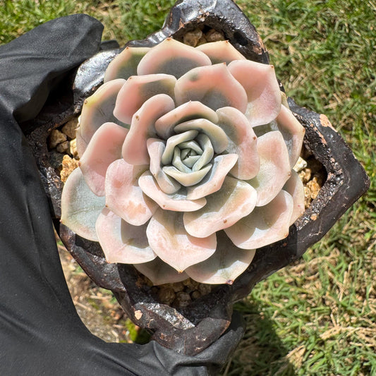 Rare succulents, Echeveria 'Blue Surprise variegated', 2.2inches