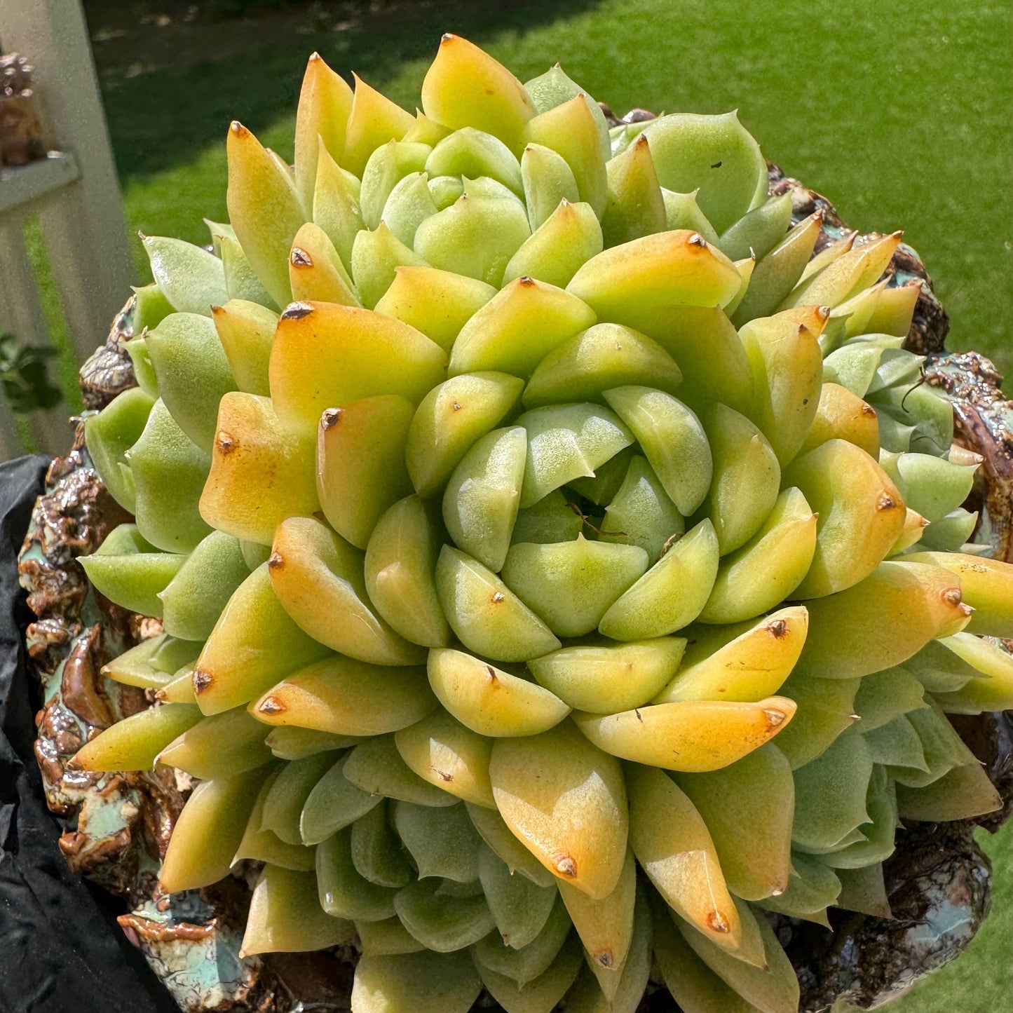 Echeveria' Malgan sp.' Cluster, 5.1inches