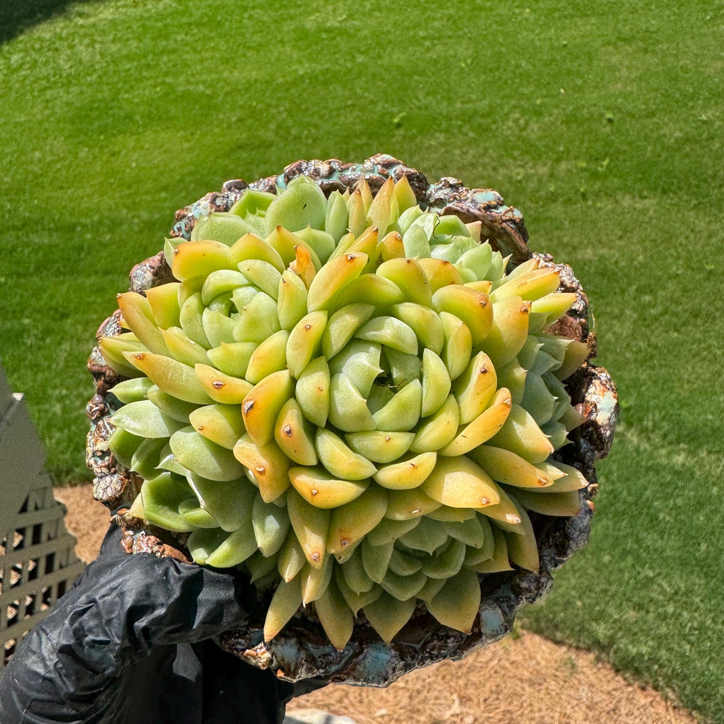 Echeveria' Malgan sp.' Cluster, 5.1inches