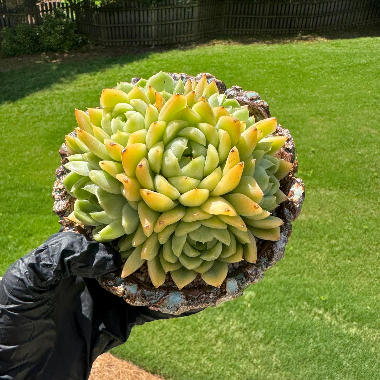 Echeveria' Malgan sp.' Cluster, 5.1inches