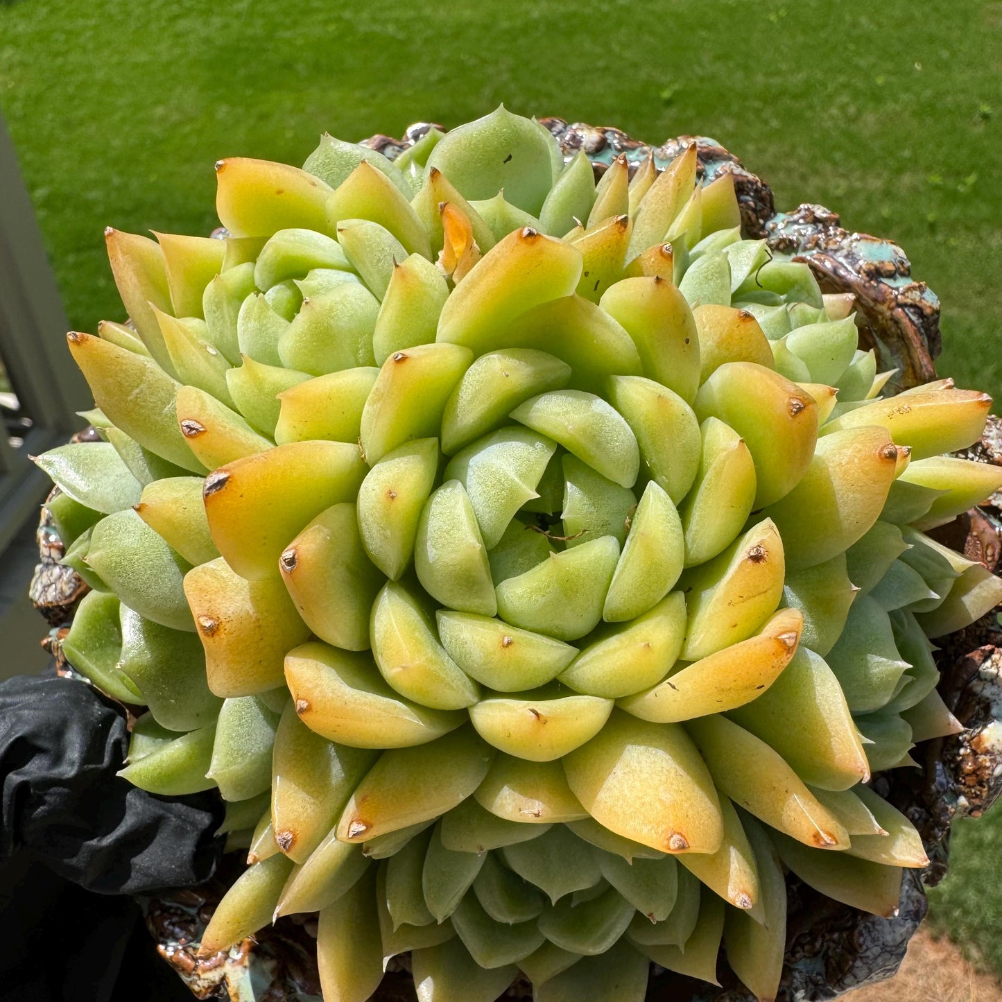 Echeveria' Malgan sp.' Cluster, 5.1inches