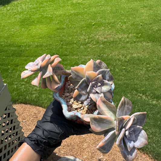 Rare succulents, Graptoveria’ purple delight  variegated’, length 5.3inches